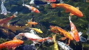 To make sure a koi pond right for you, read books about koi to learn how they live and what type of care they require. Koi Live Wallpaper For Pc 1024 768 Koi Wallpaper 38 Wallpapers Adorable Wallpapers Koi Wallpaper Fish Wallpaper Koi Fish Wallpaper