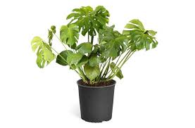 Get the roothog so you can let the fun begin. How To Care For A Monstera Deliciosa Like A Pro Well Good