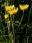Image result for Berkheya setifera
