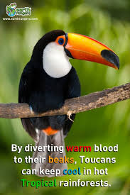 Bird With Large Beak Toucans Use Their Large Beaks To Keep Cool In The Hot Tropical Rainforest Passaros Da Amazonia Biomas Beija Flor Aquarela