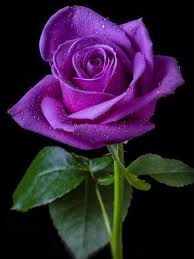 Types of purple flowers and their meanings. 34 Different Types Of Purple Flowers For Your Garden Purple Flowers Meaning