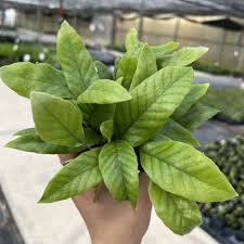 Image result for Pyrrosia