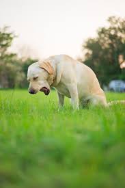 Chewy pharmacy is that simple! Covid 19 Or Kennel Cough Why Is My Dog Coughing Boca Midtowne Animal Hospital