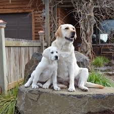 Browse thru our id verified puppy for sale listings to find your perfect puppy in your area. Carver Labradors Of Washington Labrador Puppies Labrador Puppies Puppy English Labrador Breeder Dog Dogs Labrador Retriever