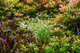 Image result for Rotala capensis