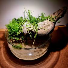 Image result for Eleocharis minuta