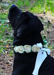 Hochzeit Hundehalsband Floral Hund Fliege Weisse Blume Etsy Wedding Fashion