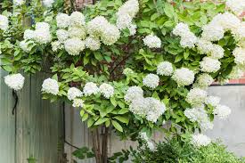 White flowers practically glow in the evening, so they're perfect for planting along pathways, or up against a deck or patio. 11 Best Trees And Shrubs With White Flowers