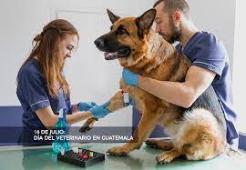 Dia del veterinario en guatemala. 18 De Julio Dia Del Veterinario En Guatemala Blog Coapress