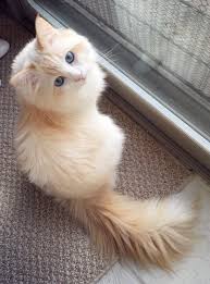 Beautiful Cat Looking At The Camera Pretty Cats Cats Cat Facts