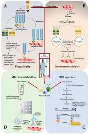 Learn more about diagnosis, staging and treatment. The Immune System Of Mesothelioma Patients A Window Of Opportunity For Novel Immunotherapies Intechopen