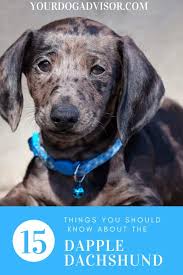 Dapple Dachshund Breed Information 15 Things You Should Know Your Dog Advisor