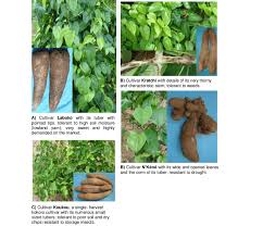 Image result for Dioscorea cayenensis