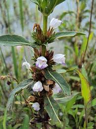 Image result for Hygrophila spiciformis