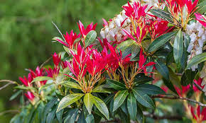 Very easy to grow shrub. Pieris Japonica Forest Flame Pieris Forest Flame Shrub Garden Plants Online