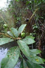 Image result for Croton polytrichus