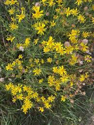 Image result for Senecio letouzeyanus