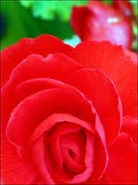 Ruby Begonia Flowers Begonia Flora