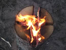 Schwedenfackel or schwedenfeuer.known by several other names (i.e. Img 9361 Jpg Schwedenfackel M Prinke Flickr