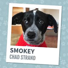 Coco mellon is available to foster to adopt or foster. Members Of Our Realtor Family And Their Rescue Dogs