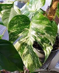 Monstera Deliciosa Variegata Monstera Deliciosa Plant Leaves Plants
