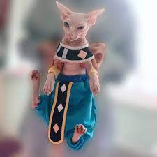 Khemn Handmade: 100% Cotton Dragon Ball Star Cat Beerus Costume Cat Fashion  Clothes - Best for Hairless Cat (3-5 Months) : Amazon.de: Pet Supplies