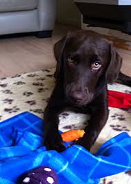 Six Month Labrador Your Puppy Questions Answered