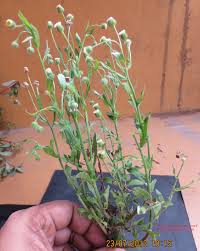 Image result for Eschenbachia stricta
