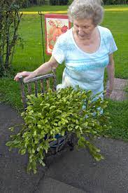 I just snap christmas cactus off at the junctures where the segments meet. Gardenatoz Cut Back Big Christmas Cactus Garden A To Z