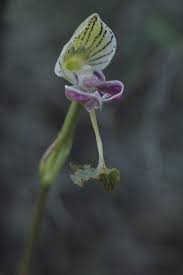 Image result for Disa ochrostachya