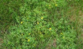 To help with lawn weed identification, i'll highlight some of the most common annual and perennial broadleaf weeds below. Control Options For Common Minnesota Lawn And Landscape Weeds University Of Minnesota Extension