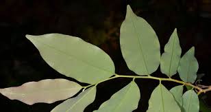 Image result for Xylopia acutiflora