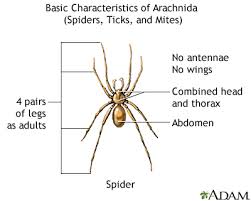 The female black widow spider bite is 15 times as toxic as the venom of the prairie rattlesnake. Black Widow Spider Uf Health University Of Florida Health