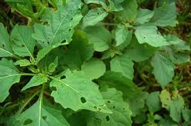 Image result for Solanum americanum