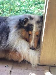 Awwwwwwwww Collie Rough Collie Dog Expressions Sheltie Dogs