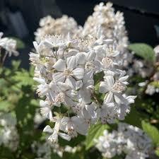Image result for Deutzia x hybrida ′Mont Rose