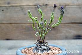 Image result for Aeollanthus subacaulis