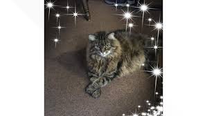 Download team app and search for we lov pets marietta. 13 Loves Pets Wzzm13 Com
