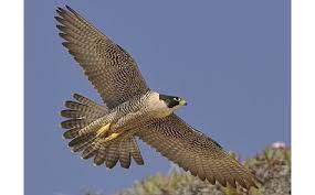 محمود العجيلي 28 gün önce. Ø¨Ù…Ø¨Ù„Øº Ø®ÙŠØ§Ù„ÙŠ Ø´Ø®ØµÙŠØ© Ø®Ù„ÙŠØ¬ÙŠØ© Ù…Ù‡Ù…Ø© ØªØ´ØªØ±ÙŠ ØµÙ‚Ø± Ø§Ù„Ø³Ø¹ÙˆØ¯ÙŠØ© Ø¨Ø¹Ø¯ Ø±ÙØ¶ Ø£Ù…ÙŠØ± Ø³Ø¹ÙˆØ¯ÙŠ Ø§Ù„Ù…ØµØ±ÙŠÙˆÙ†