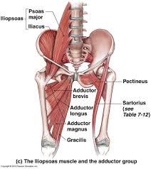 The bones of the pelvis and lower back work together to support the body's weight, anchor the abdominal and hip muscles, and protect the delicate vital organs of the vertebral and abdominopelvic cavities. Anatomy Of The Hip And Lower Back Anatomy Drawing Diagram
