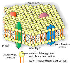 Maybe you would like to learn more about one of these? 1 2 Cellular Organization Prokaryotic And Eukaryotic Cells Biology Libretexts