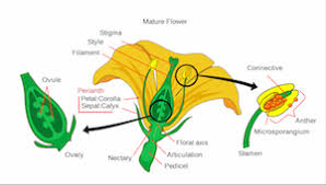 In the male embryo, elements of figure 21.6 final anatomical arrangement of the reproductive tracts in selected mammals. Male Reproductive Organs In Plants Structure Function Math Class 2021 Study Com