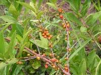 Image result for Vangueria sp.