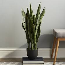 Sabah snake grass was popular to it benefits in alternative medicine to cure various kind of diseases. 7 Great Snake Plant Benefits Proven In Research Studies