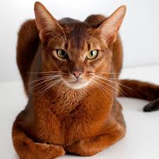 Pin On Cats And More