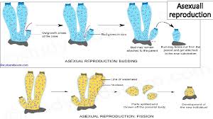 For this sponge worksheet, students read about the different parts of a sponge and answer 20 short answer questions that follow. Sponges Sponges Spongia Officinalis Gold Sponge Aplysina Aerophoba