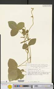 Image result for Erythrococca atrovirens