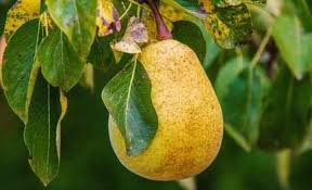 Choose the right type of tree. Dwarf Fruit Trees To Grow Indoors Or Outdoors With Pictures