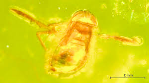 Image result for Corixidae