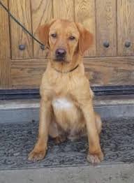Shipping at 8 weeks available within 49 states and canada (sorry, no shipping available to hawaii.) Blazer Fox Red Labrador Puppy Male Fox Red Labrador Red Labrador Labrador Puppies For Sale